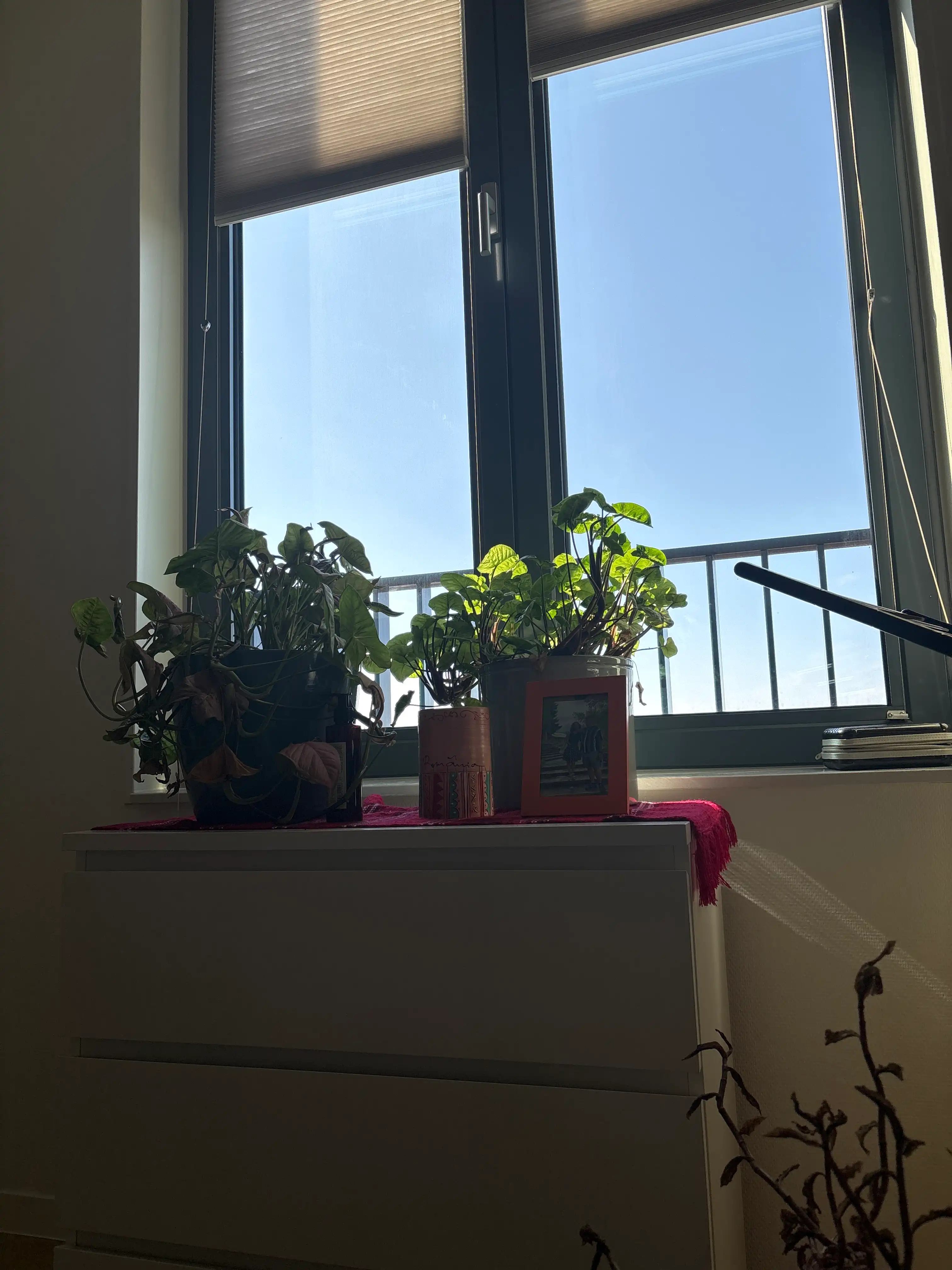 image-7