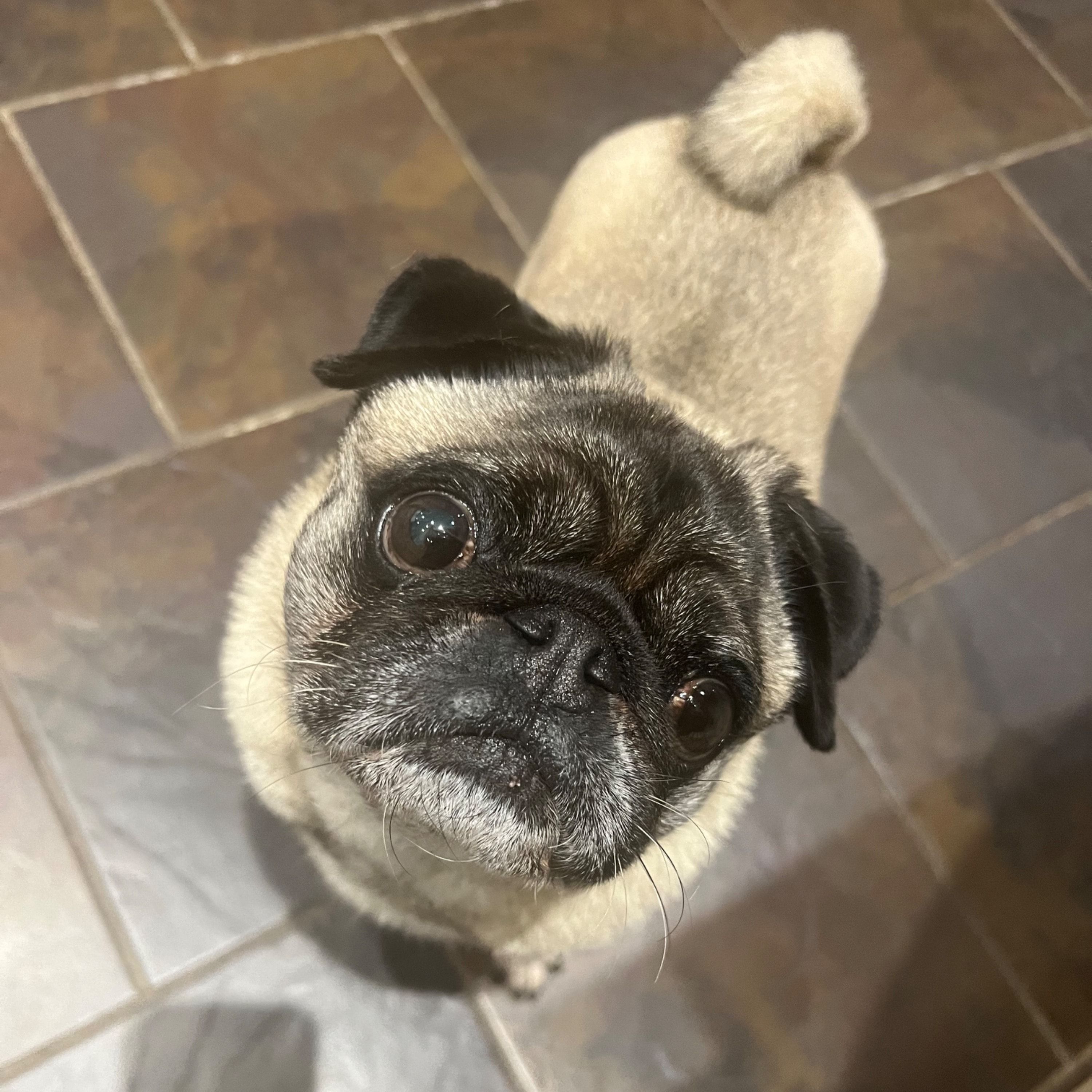 Portrait of Albert, the dog