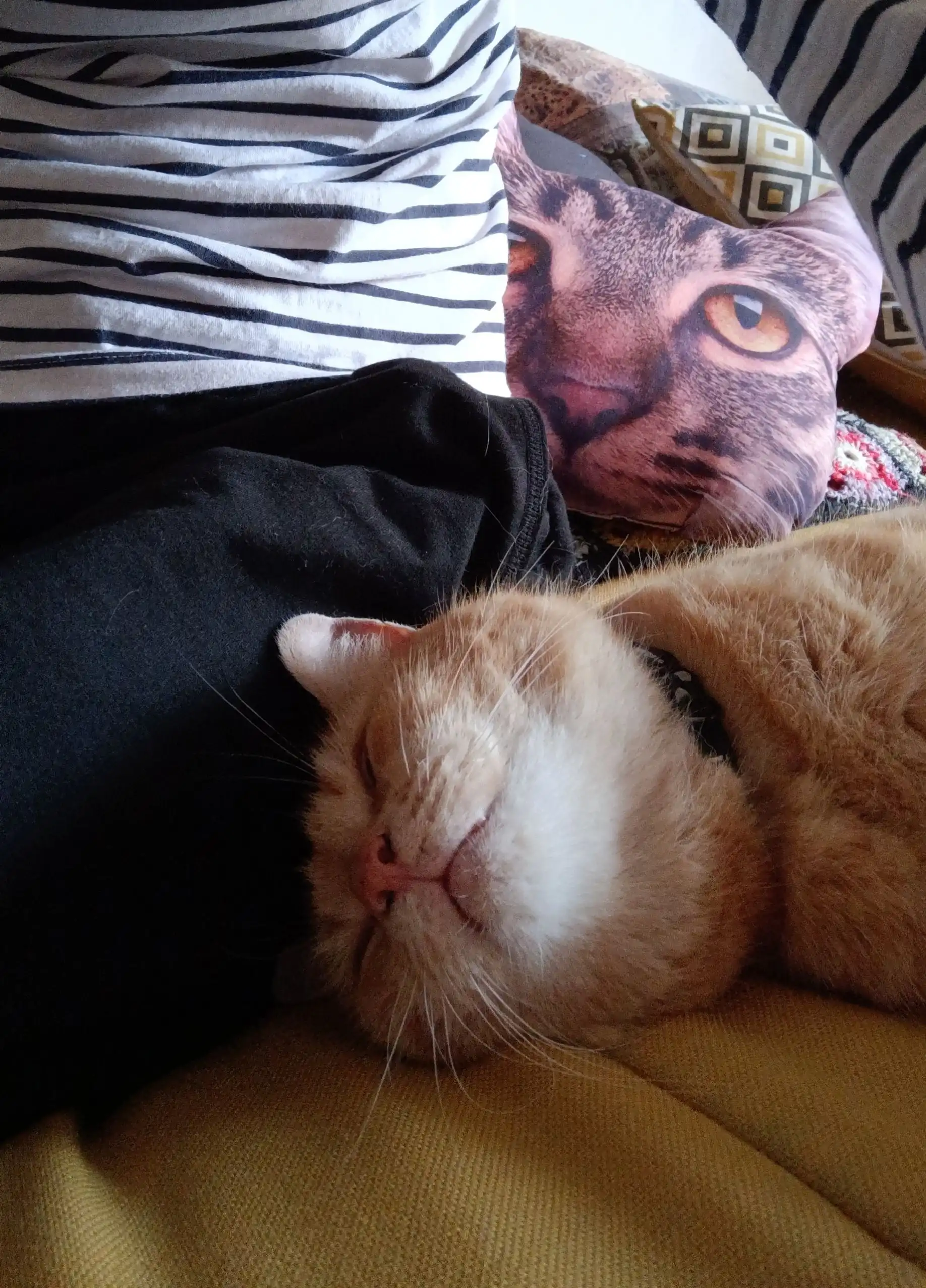 image-7