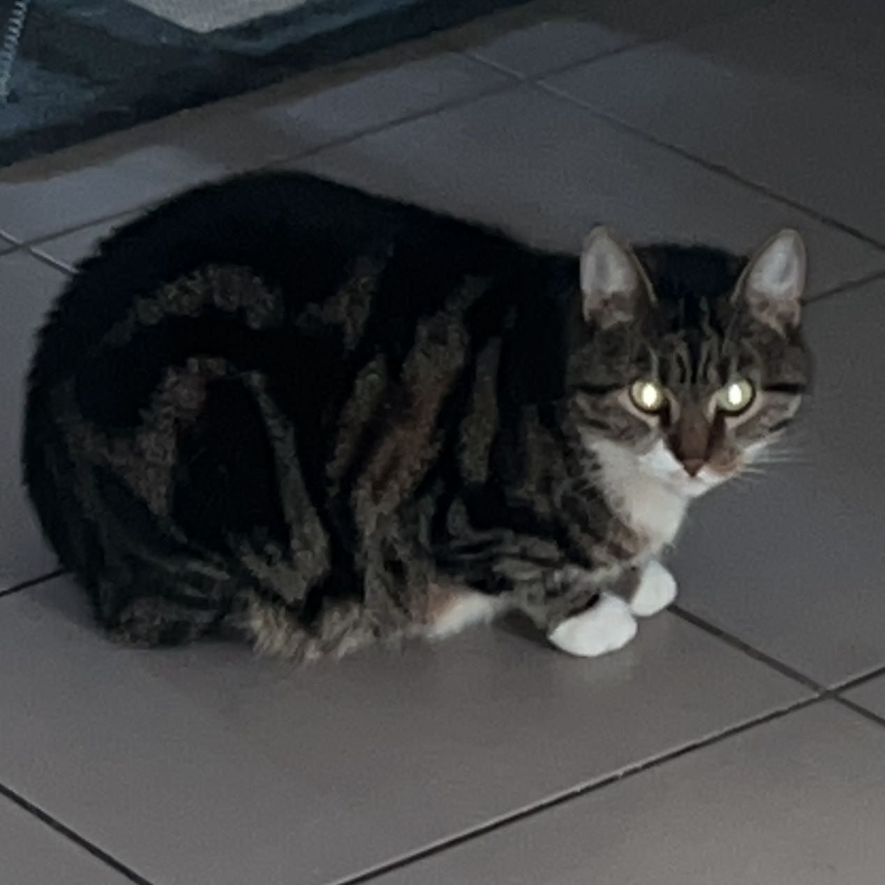 Portrait de Shalimar , la cat