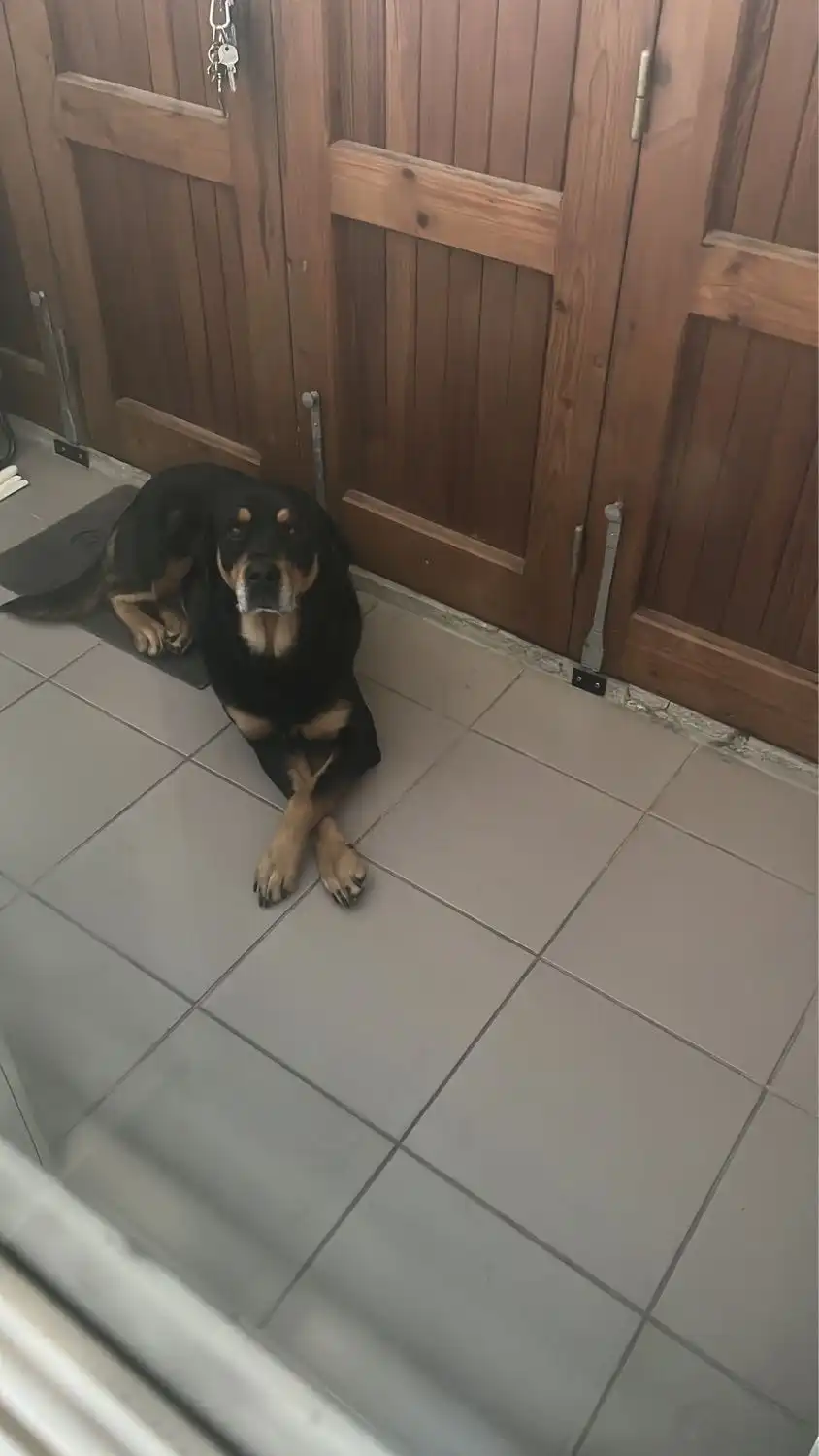 image-7