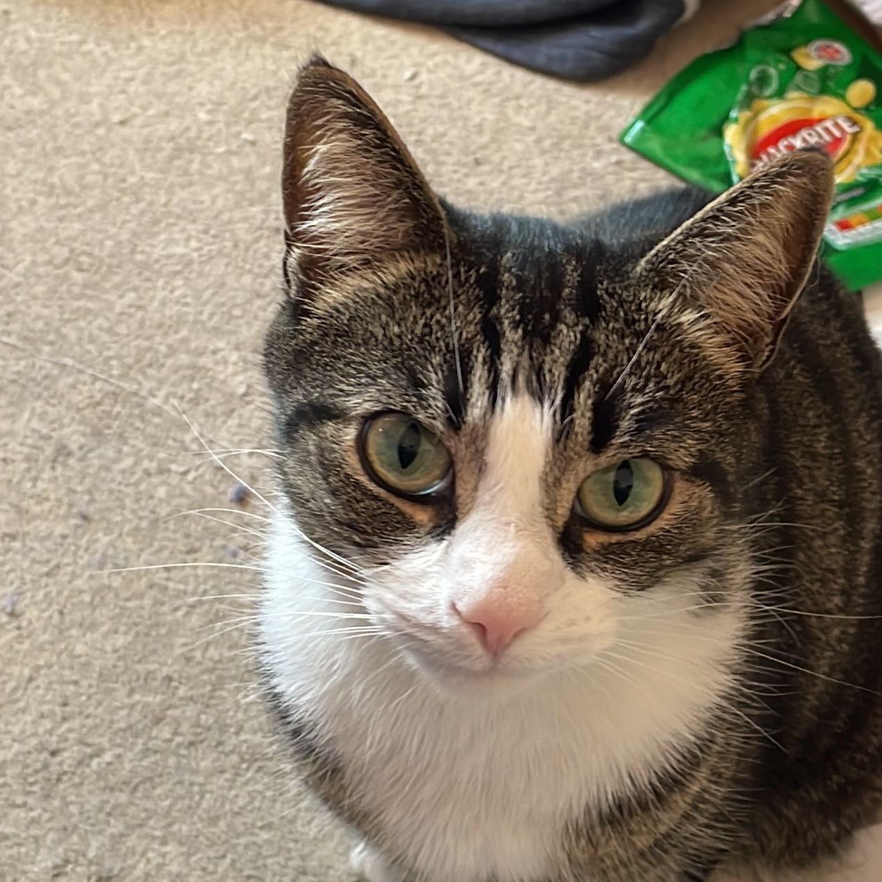 Portrait of Milo, the cat