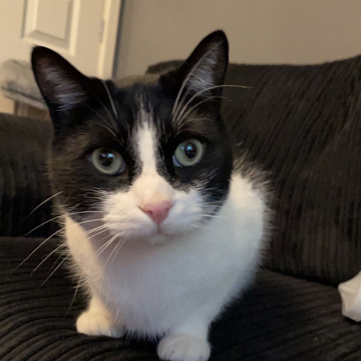 Portrait of Dom, the cat