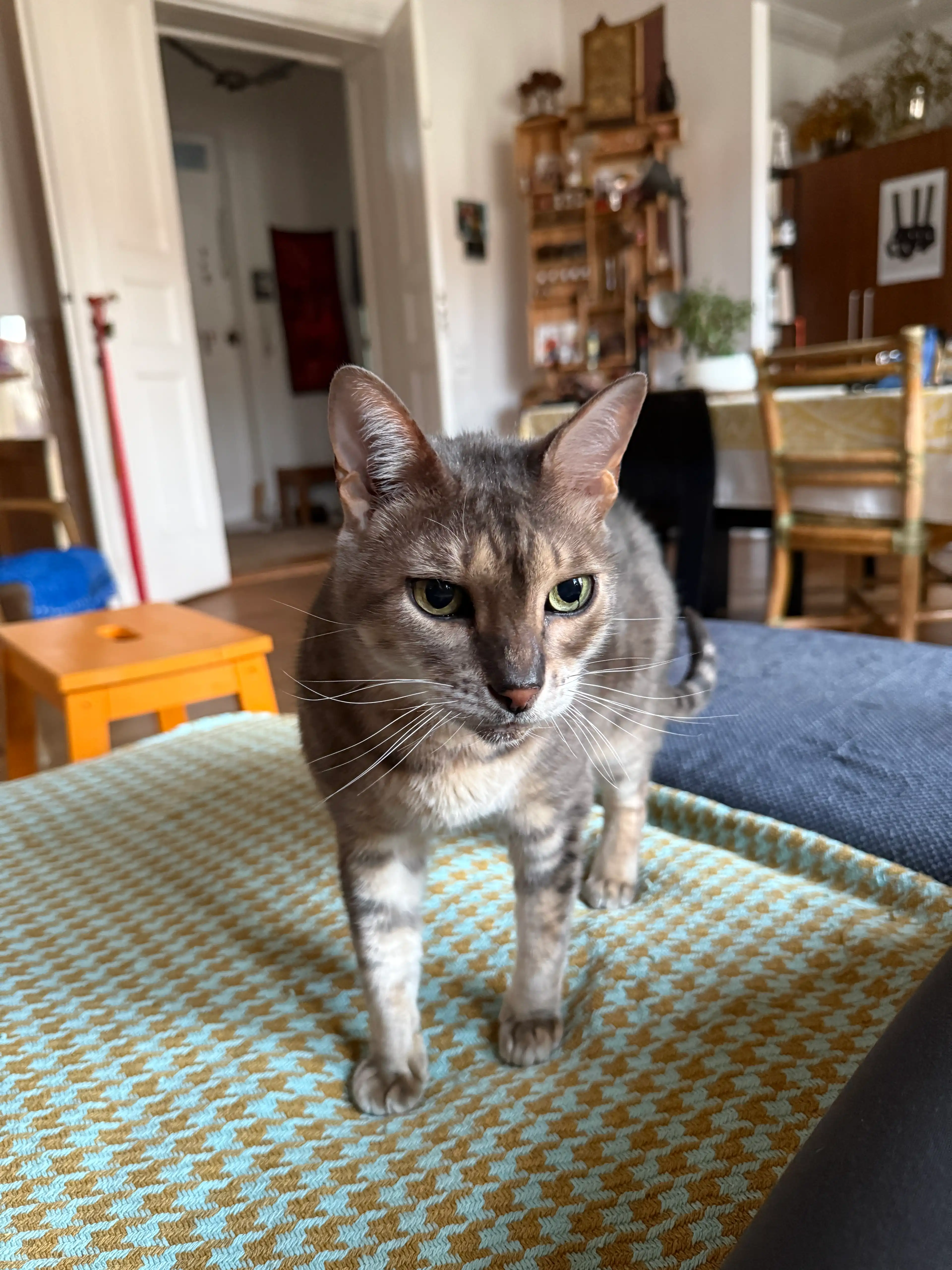 image-13