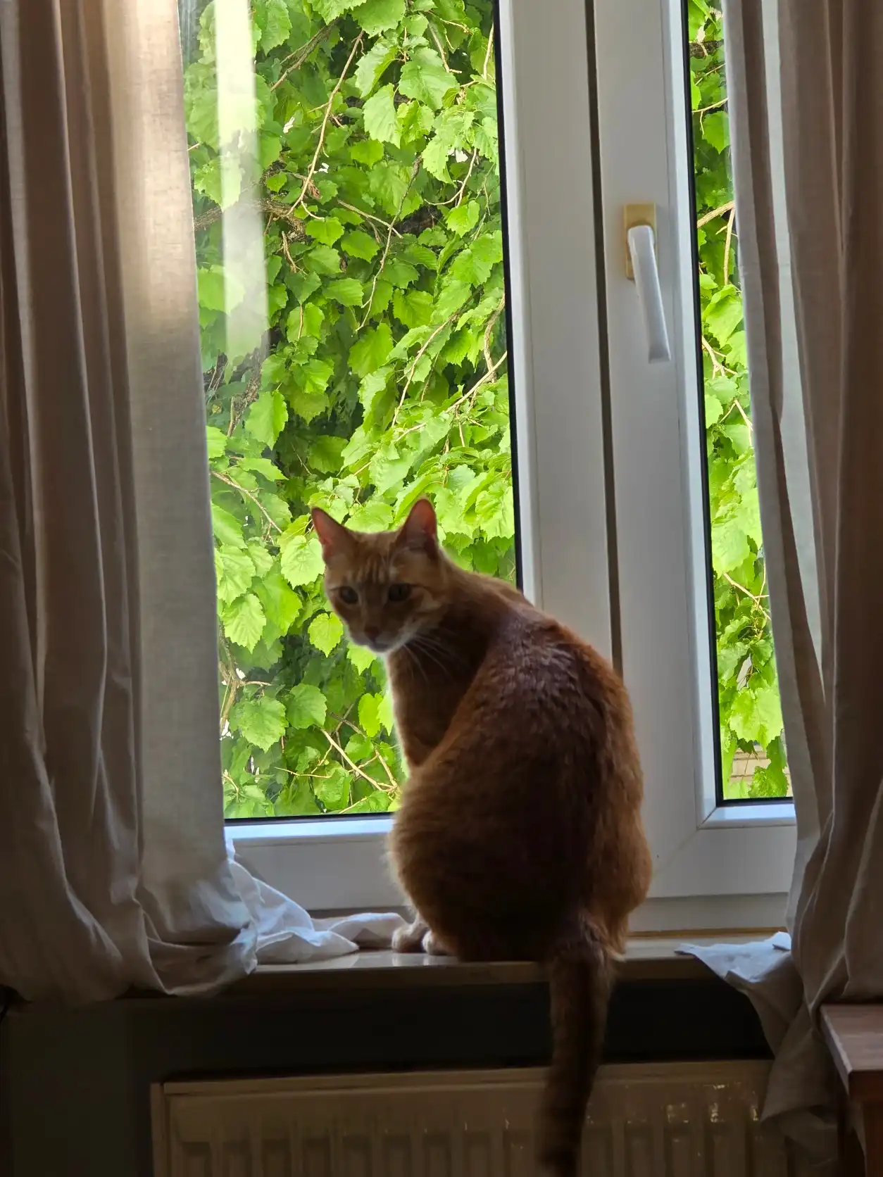 image-7