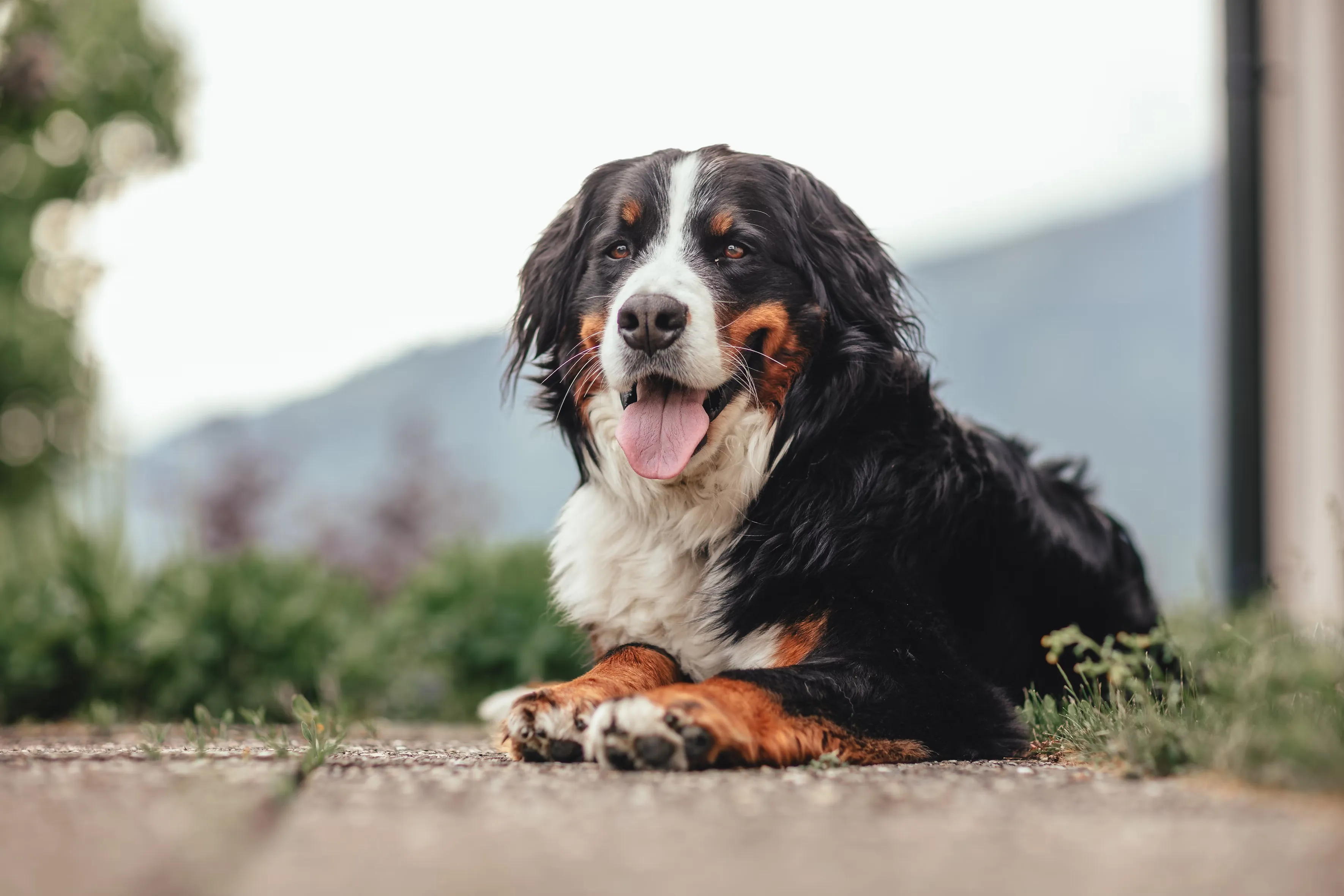 Dog Walking Services Near Me
A local dog walking service connects you with trusted, experienced dog walkers in your neighborhood. Dog Walking Services Near Me
A local dog walking service connects you with trusted, experienced dog walkers in your neighborhood.
